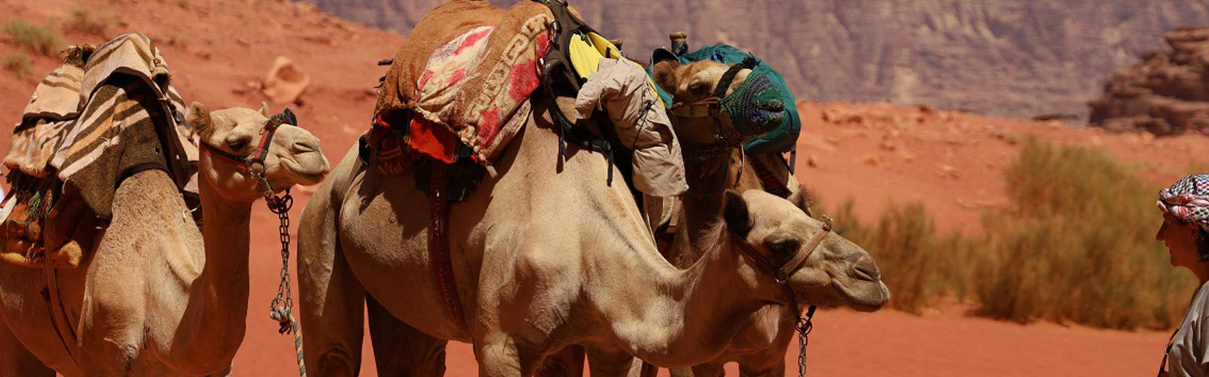 Camel Tour
